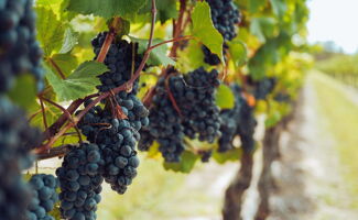 130 millions d'euros pour arracher les vignes