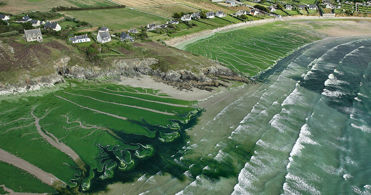 Algues vertes : la Bretagne serre la vis