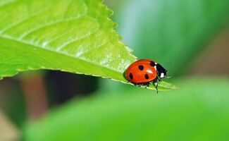Le Biocontrôle en Quête d'une Réglementation Adaptée : Un Tournant Décisif pour l'Agriculture Durable