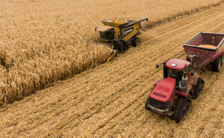 Blé dur : quelles variétés choisir pour optimiser vos rendements ?