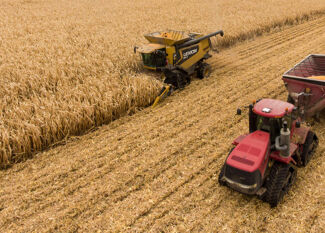 Blé dur : quelles variétés choisir pour optimiser vos rendements ?