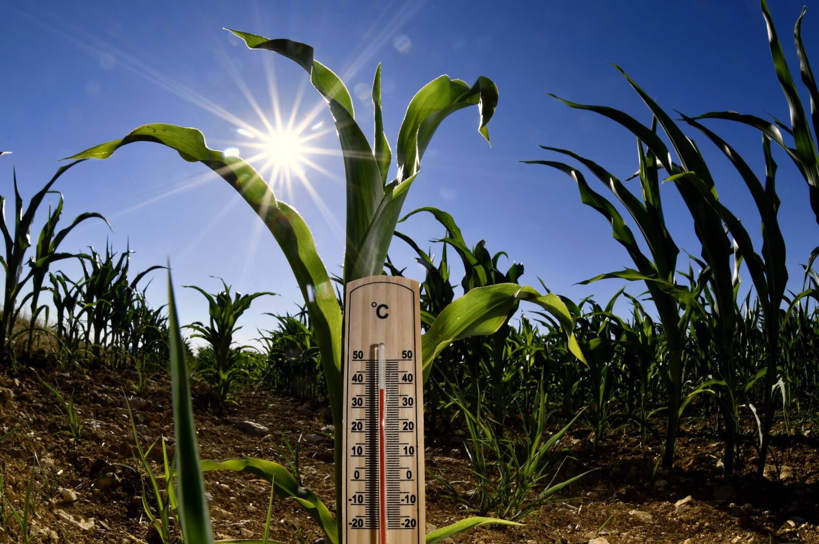 Vague de chaleur exceptionnelle : une alerte rouge agricole pour la France
