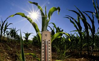 Canicule d’août 2025 : les agriculteurs français face à un été sous haute tension