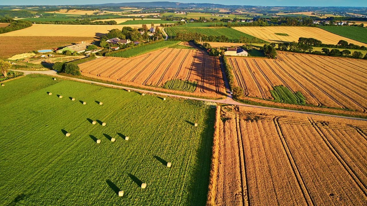 Campagne 2025 : les choix d’assolement confirment une recomposition des grandes cultures françaises