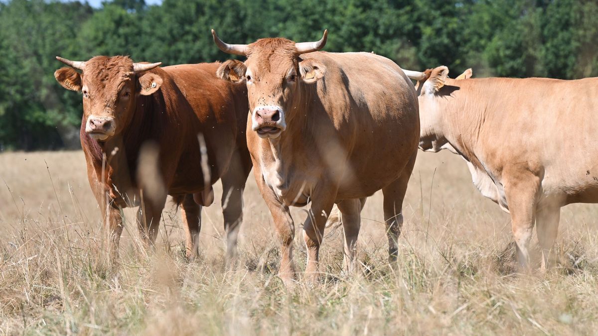 Ariège : un premier foyer de DNC et mobilisation inédite des éleveurs