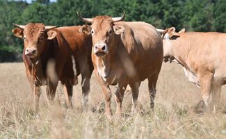 Ariège : un premier foyer de DNC et mobilisation inédite des éleveurs