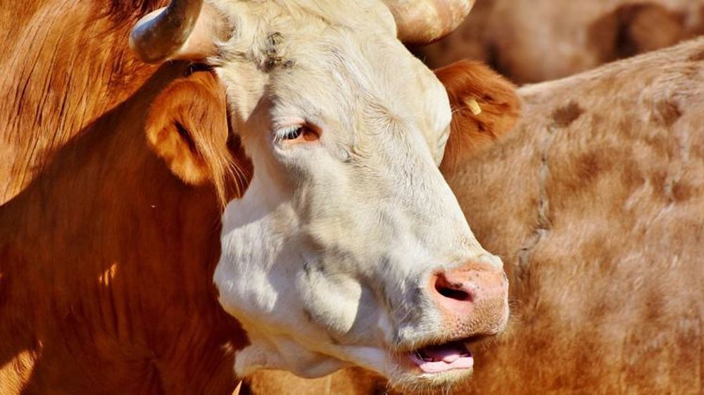 Rhône-Alpes et dermatose bovine : 84 % du cheptel vacciné