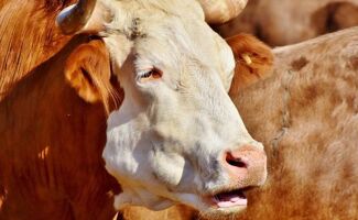 Boutons sur bovins : attention à la dermatose nodulaire