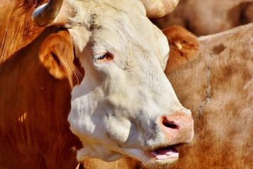 Vache debout gros plan