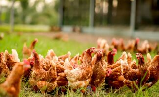 Influenza aviaire : les éleveurs se préparent au confinement des volailles