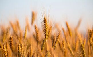 Blé français : des débouchés qui se ferment