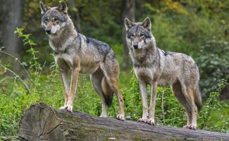 Population de loups en France : 1 082 individus en 2025, ce que cela change pour les éleveurs.
