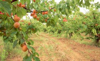 Prévisions de récolte d'abricots pour 2025 : un retour à la normale encourageant