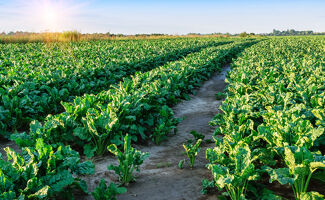 800.000 euros de prime : Tereos et son levier de rémuneration