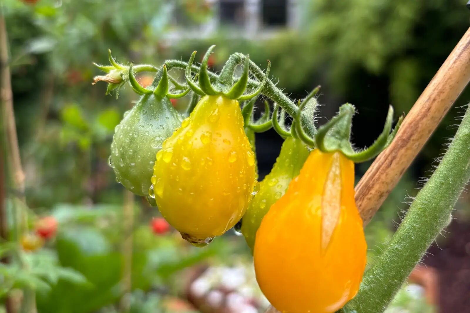 Tomates en hydroponie : la Roumanie accélère… quels impacts pour les maraîchers français ?