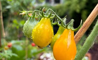 Tomates en hydroponie : la Roumanie accélère… quels impacts pour les maraîchers français ?