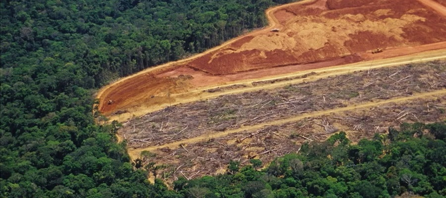 Tourteau de soja & déforestation : où en est la réglementation européenne ?