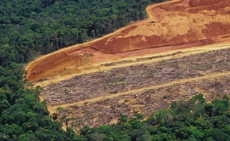 Tourteau de soja & déforestation : où en est la réglementation européenne ?