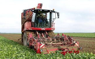 Betterave et pomme de terre : les surfaces en recul, symptôme d’un modèle agricole en mutation