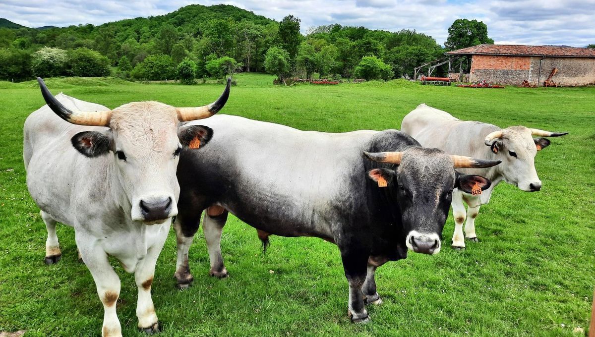 Dermatose nodulaire contagieuse : un nouveau foyer dans les Pyrénées-Orientales