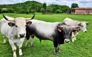 Dermatose nodulaire contagieuse : un nouveau foyer dans les Pyrénées-Orientales