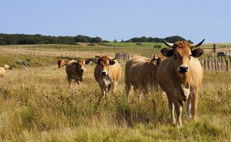 Dermatose nodulaire bovins : suspension temporaire des exportations françaises