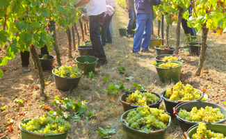 Vendanges 2025 : un millésime qui commence en avance