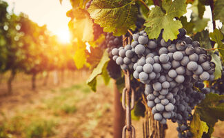 Polluants éternels dans le vin : alerte au TFA