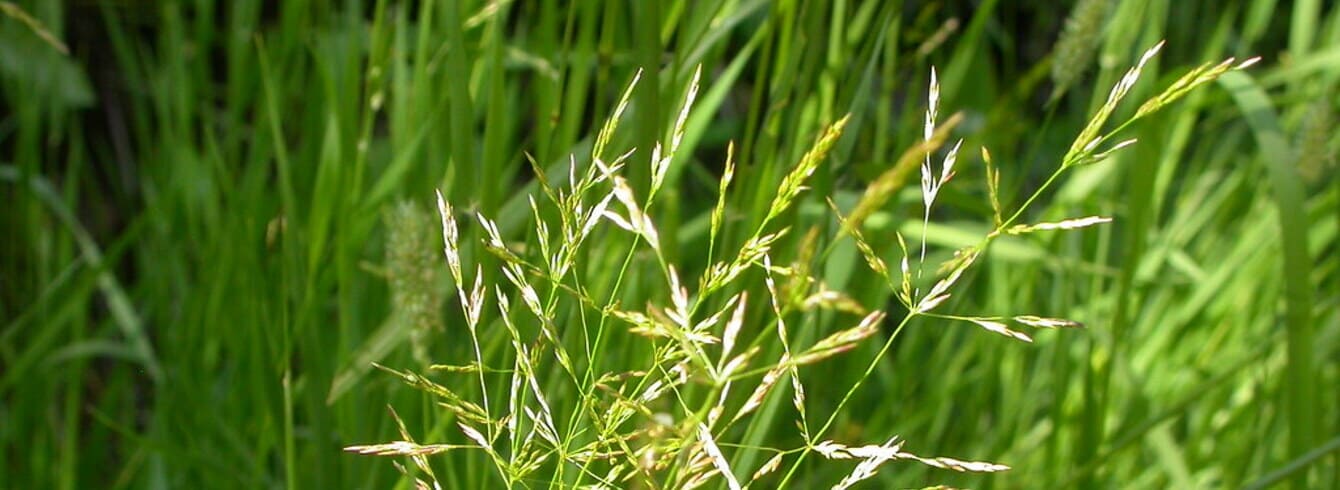 Agrostide : Tous savoir sur l'agrostis stolonifère et autres