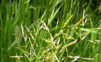 Agrostide : Tous savoir sur l'agrostis stolonifère et autres