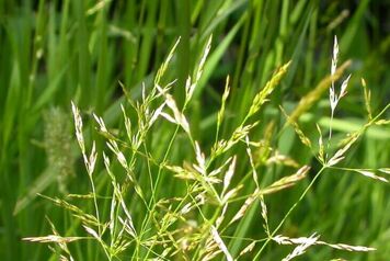 agrostide-stolo