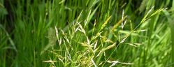 Agrostide stolonifère