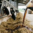 Aliment liquide versé sur la ration des vaches laitières