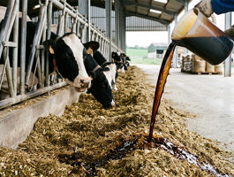 Aliment liquide pour bovins : améliorer la ration des vaches