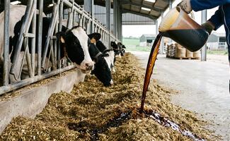 Aliment liquide pour bovins : améliorer la ration des vaches