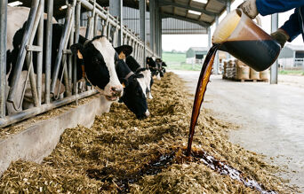 Aliment liquide versé sur la ration des vaches laitières