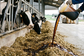 Aliment liquide versé sur la ration des vaches laitières