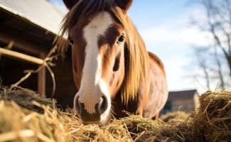 Alimentation cheval : décryptage des besoins nutritionnels du cheval