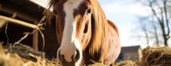 Cheval degustant de la paille