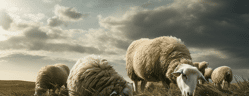 troupeau de moutons en paturage
