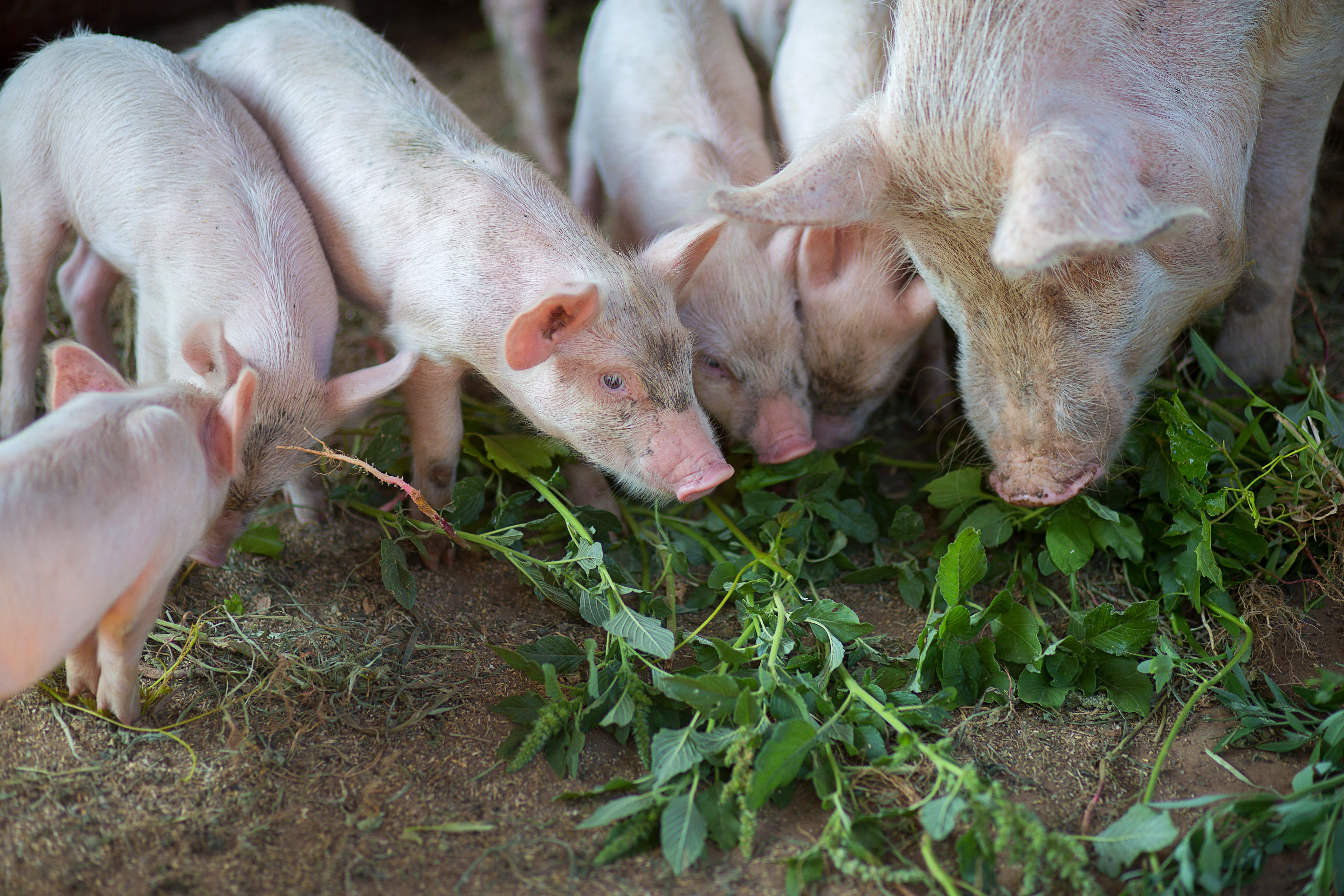 L'alimentation porcine : tout ce qu'il faut savoir