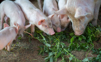 Les bases de l'alimentation porcine expliquées