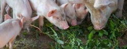 alimentation vegetale des porcs