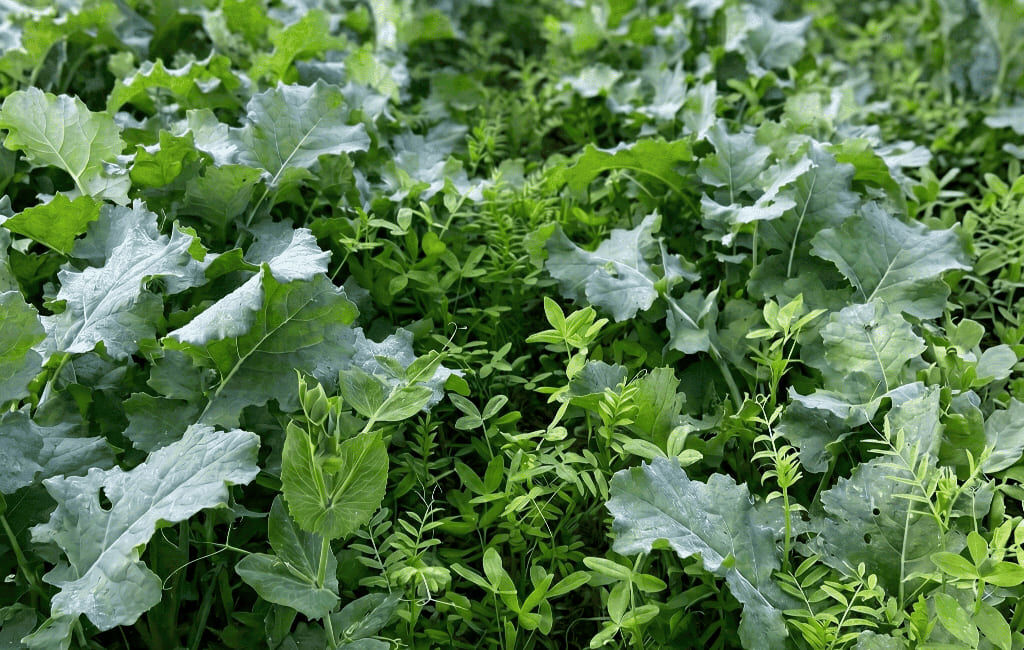 Grosses altises colza : solutions agronomiques et variétés tolérantes