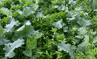 Grosses altises colza : solutions agronomiques et variétés tolérantes