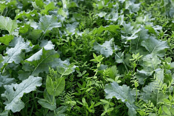 Colza et plantes compagnes anti altises