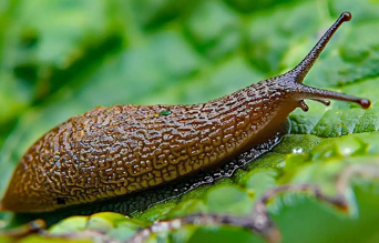 limace rampant feuille