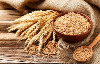 tige et grains de blé