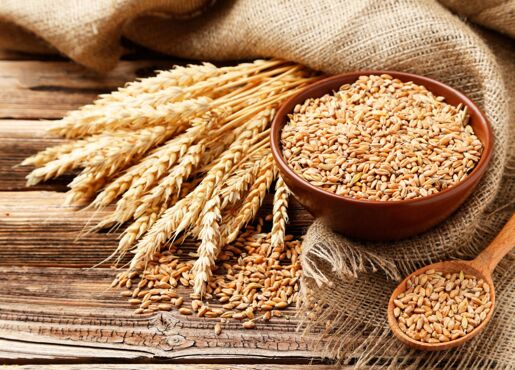 tige et grains de blé