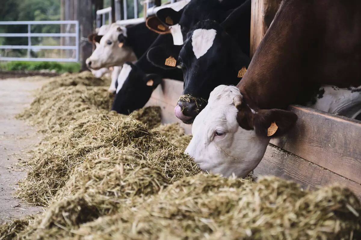 Ration vache laitière : calcul & mode d’emploi